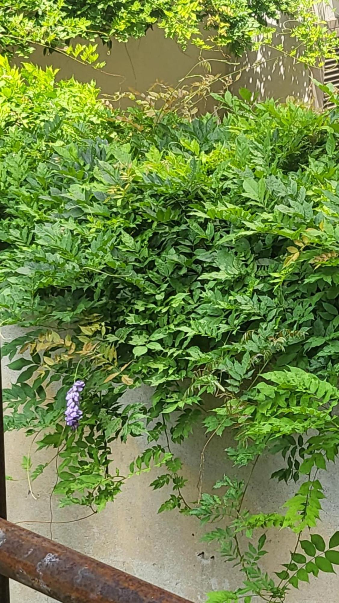Ma Maison Iris Appartamento Torino